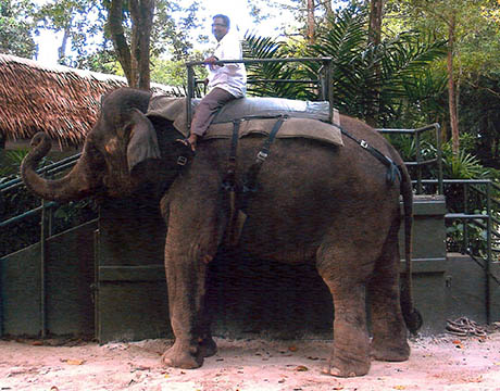 Singapore site seeing